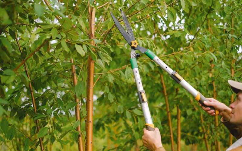 Tree trimming in Pond Gap, WV