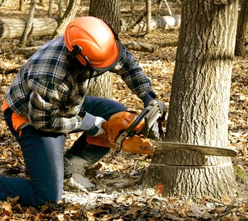 Tree Removal in Pond Gap, WV